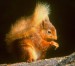 understanding_-_wildlife_squirrel.jpg